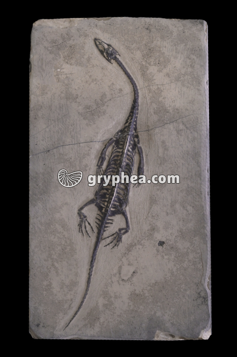 Reptile marin fossile (Keishosaurus huy) - gryphea.org